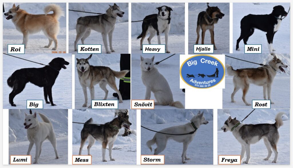 Bilder på hundar