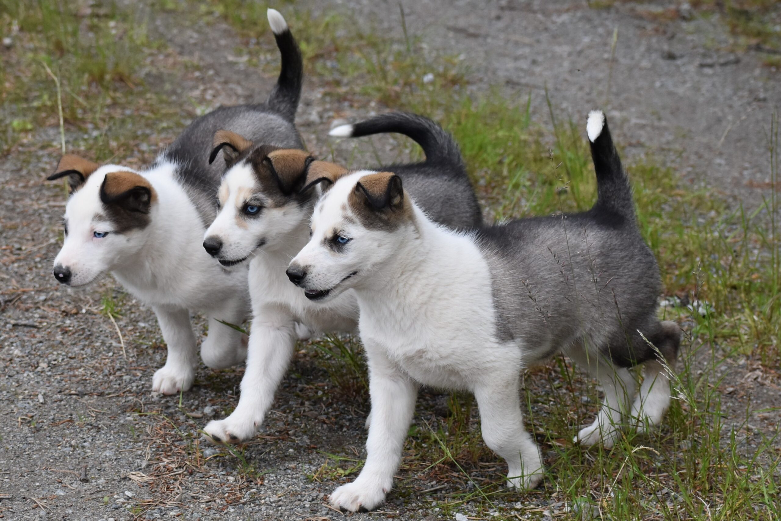 Husky valpar