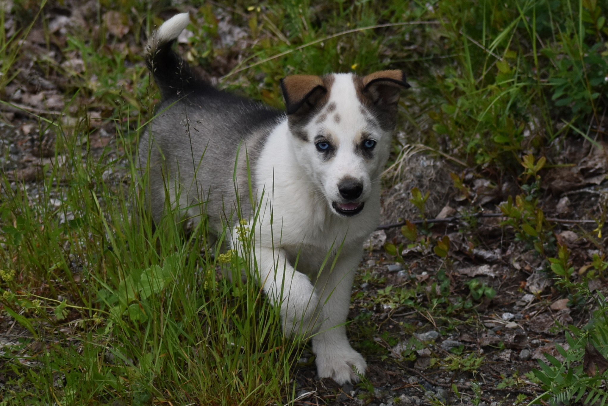 Huskyvalp